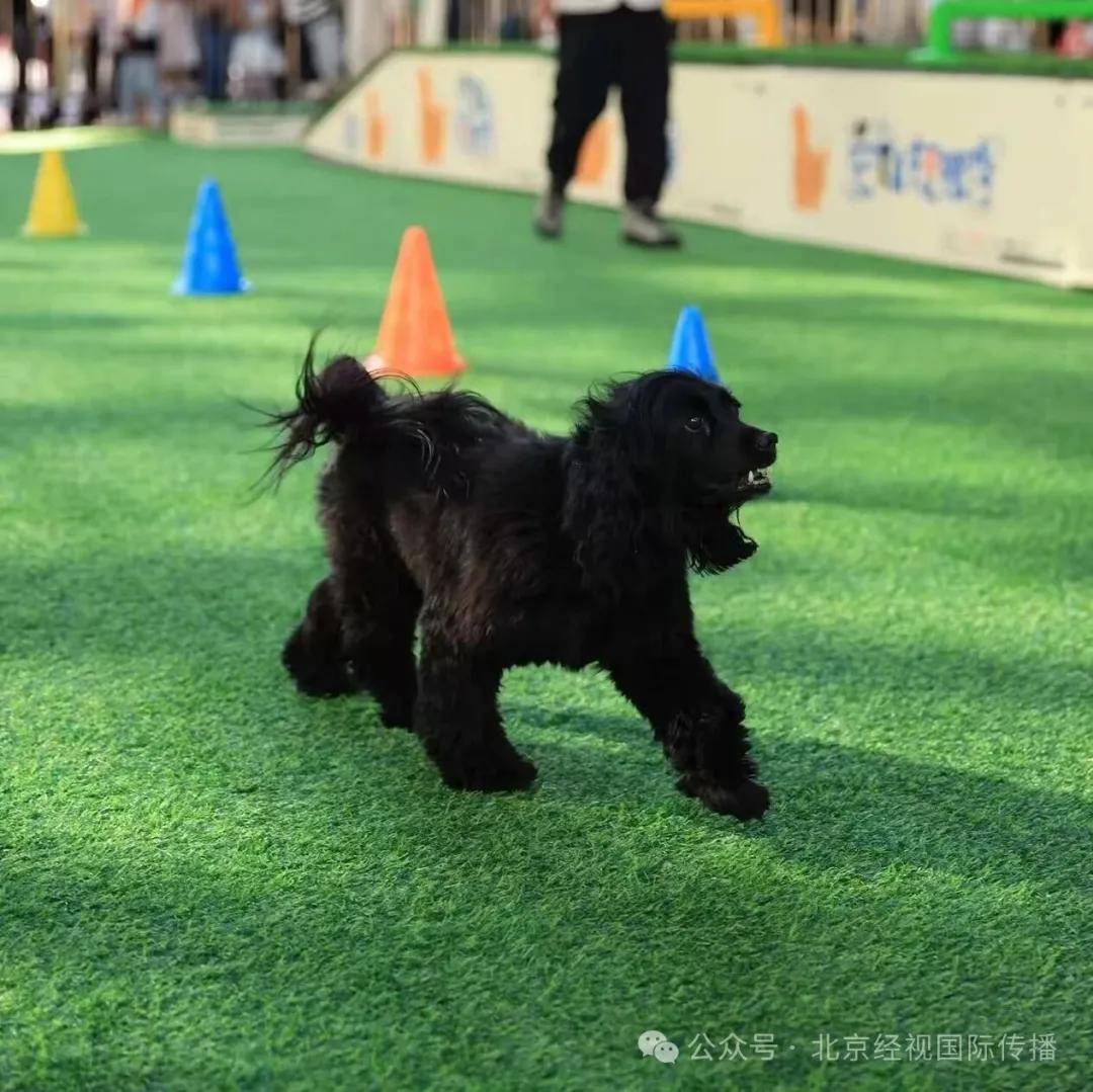 2025寰球爱宠宠物选美大赛网络报名开始！开元棋牌网站“寰球萌力集结共赴美学盛宴——(图2)